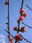 image flowering young peach tree